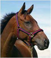 cweb_headcollar.jpg